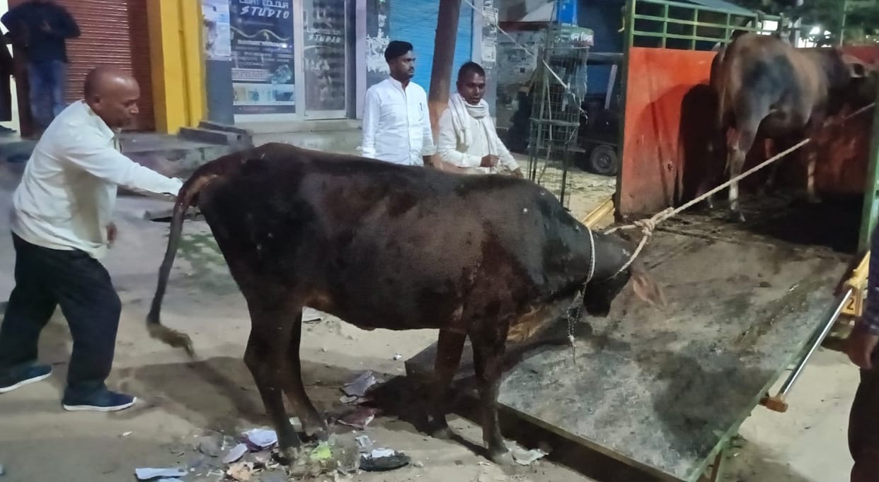 Campaign to preserve cattle