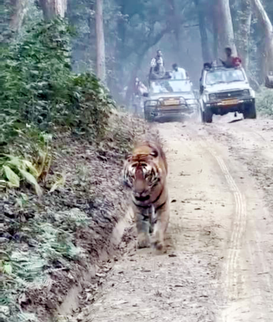 Tiger walks ahead of jungle safari vehicle  in Dudhwa