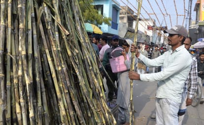 Sugarcane and water chestnuts sold in abundance on Devotthan Ekadashi