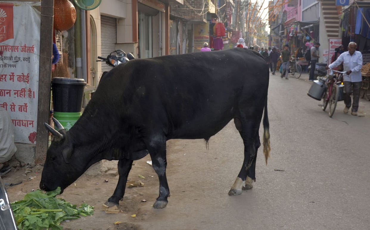 Wait for the construction of cow sheds... till then stay safe from the bulls yourself