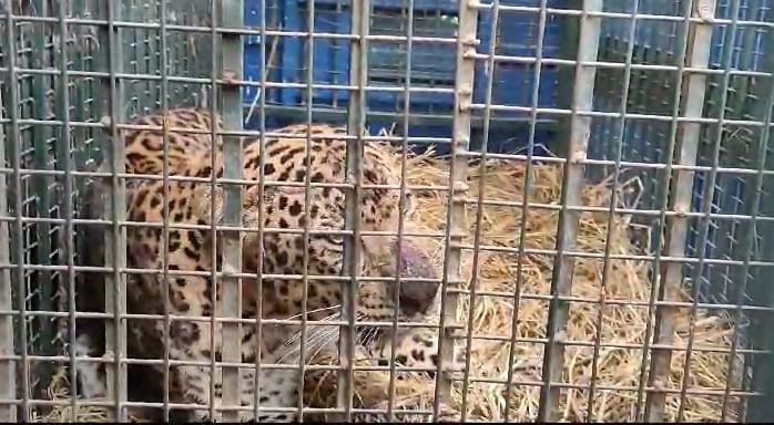 West UP News Live : A guldar was captured in a cage and read all updates of West UP