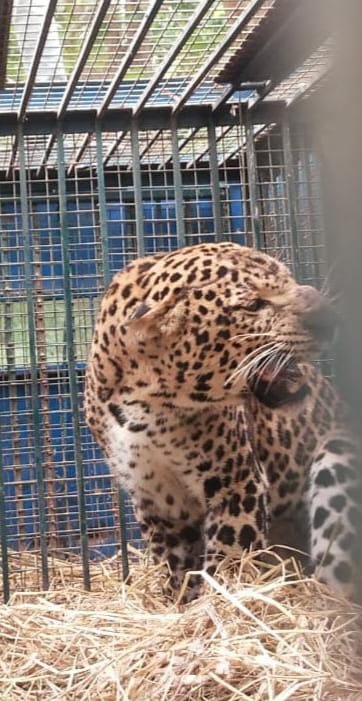 Now Guldar trapped in cage in Dharmuwala