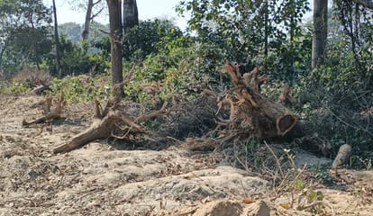 Approval was given for ten trees and the entire lush green garden was cut down.