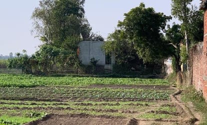 Approval was given for ten trees and the entire lush green garden was cut down.