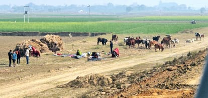 Nomads caught and sold 30 loose animals, pelted stones at the police