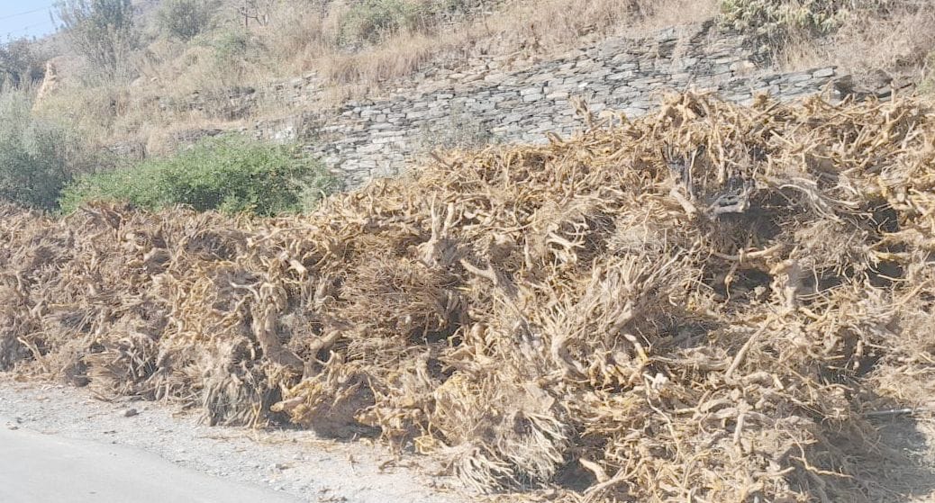 Contractor fined Rs 1.20 lakh for illegally uprooting Kashmal
