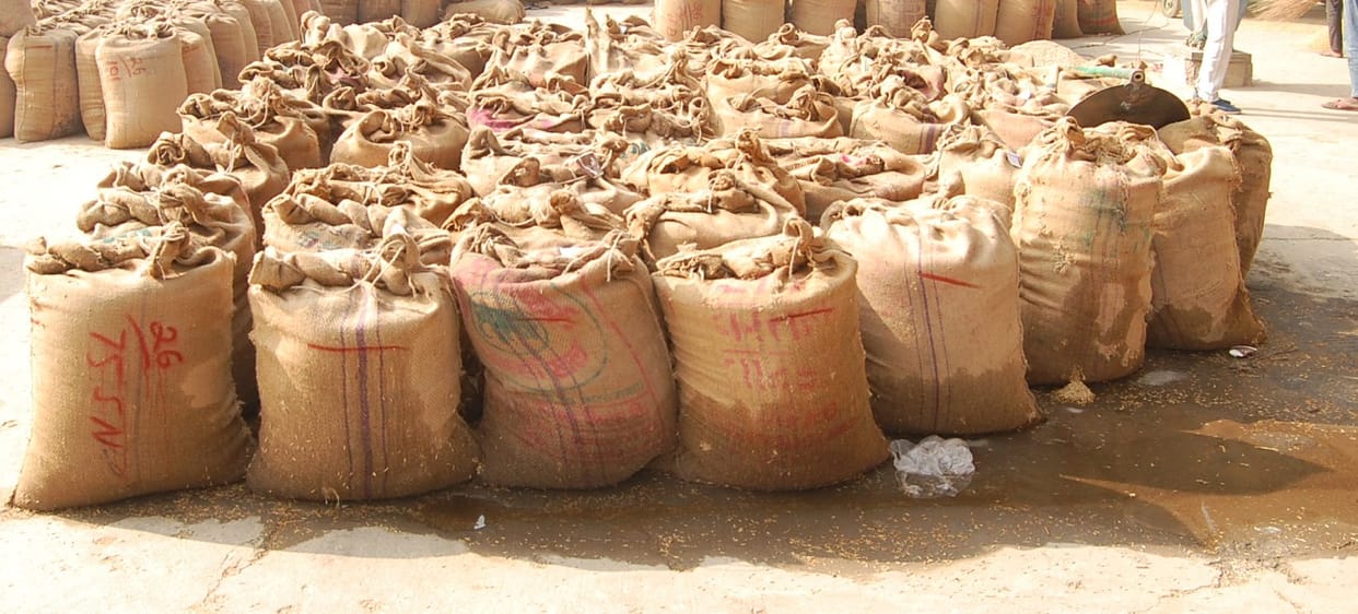 Five thousand paddy bags soaked in grain market due to rain