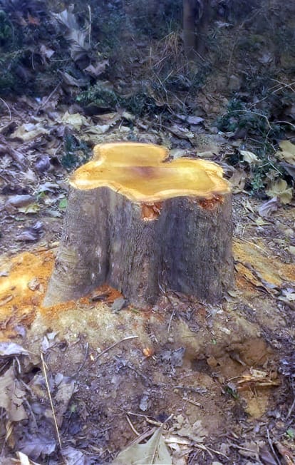 Thieves cut down five teak trees from Meow