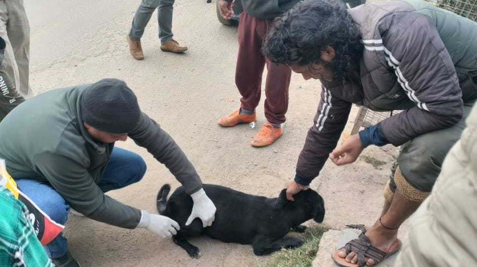 Relief: Vaccination of dogs started in Pati