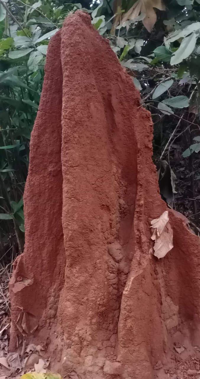 Termite mound is a boon for the ecosystem in the forests of VTR.