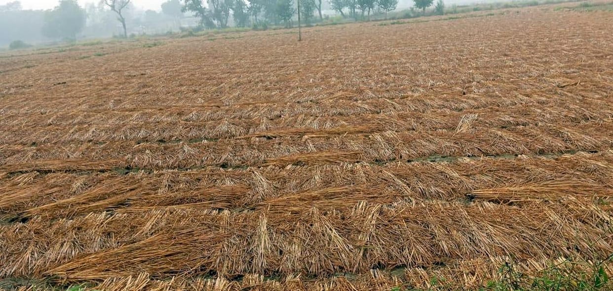 Paddy soaked due to rain