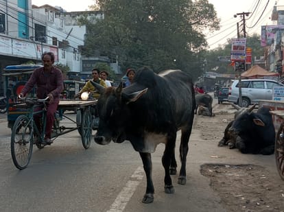 Destitute cattle roaming on the streets, passersby getting injured