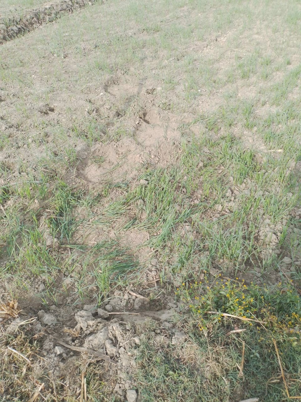 Nepali elephants trample wheat crop