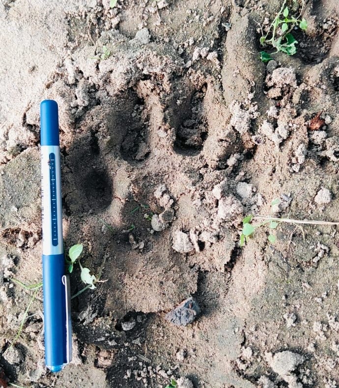 Guldar became synonymous with terror in Bijnor