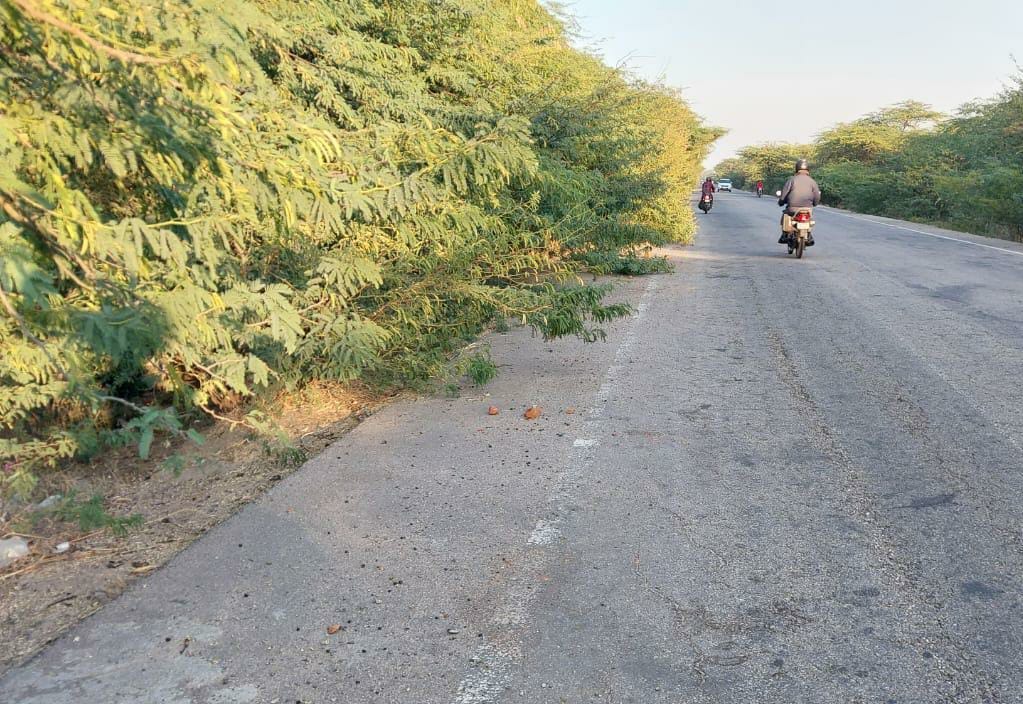 Bushes spread on the roadside, risk of accident increases in fog