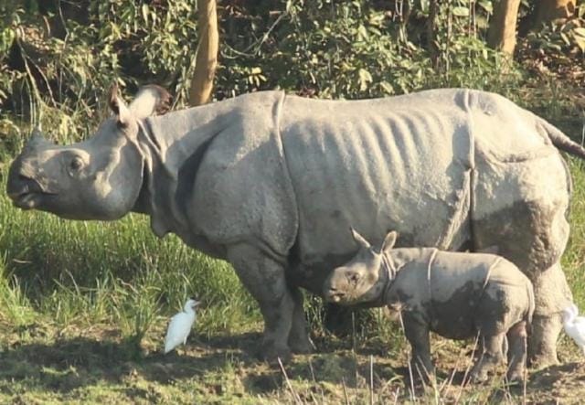 It will take a few more months for the rhinos to get freedom