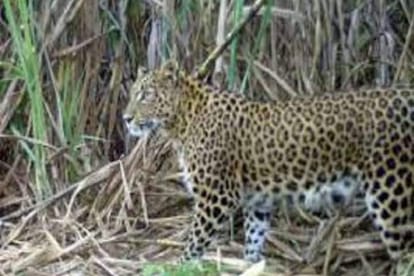 Now leopard reached Ahirpura Nagla, panic