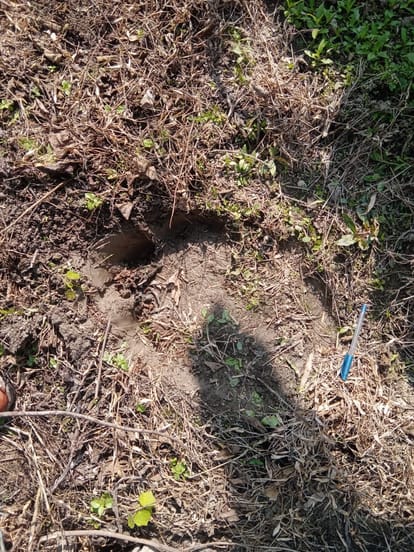 Two elephants reached Gabhiya forest from Nepal