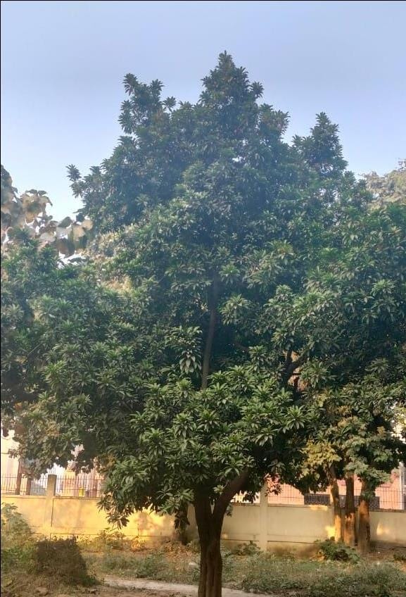 If you want to taste exotic fruits then come to Company Bagh