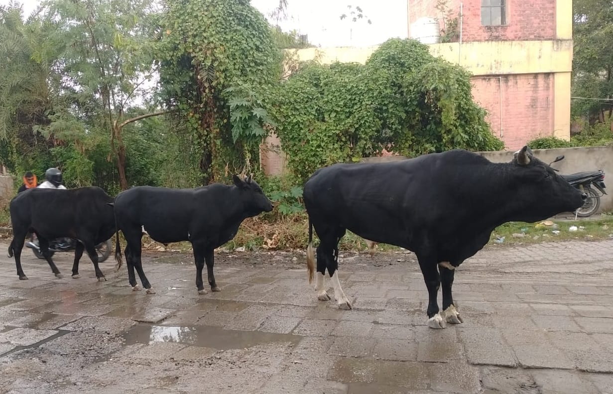 10 day ultimatum to administration on destitute cattle