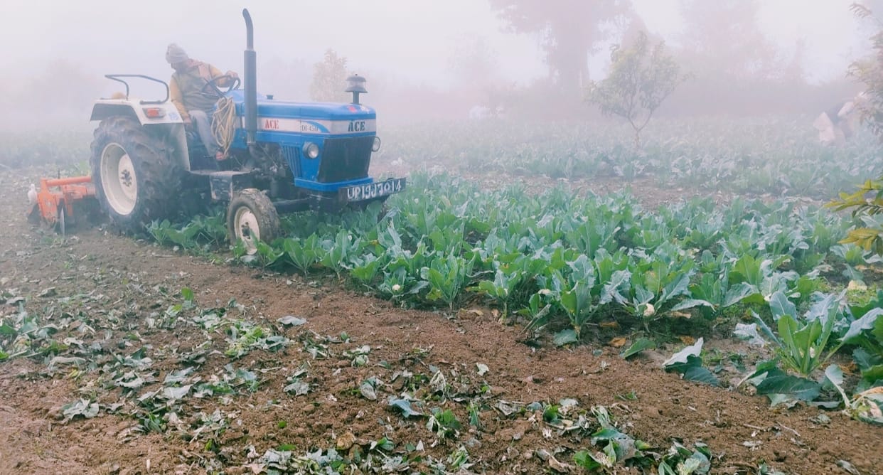 Farmers ran tractors on cabbage crop after not getting fair price