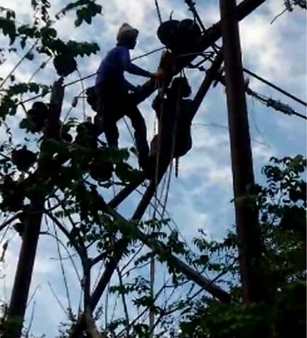 Work begins on power lines to protect wildlife