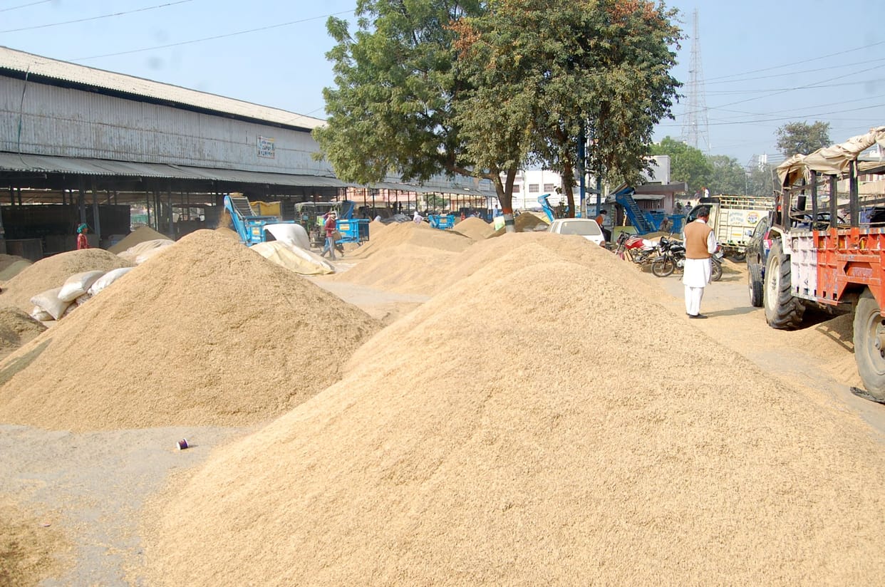 Final phase of paddy procurement continues, crop being sold hand in hand