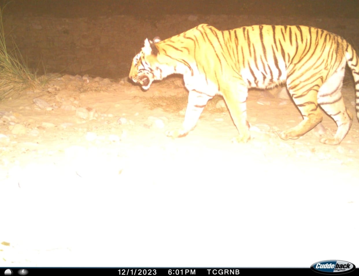Permission granted to tranquilize the tigress