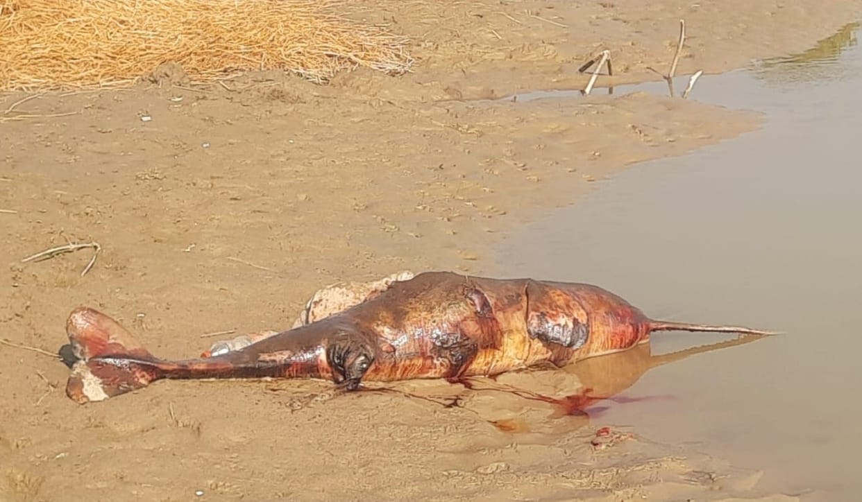Dolphin found dead in Saryu river