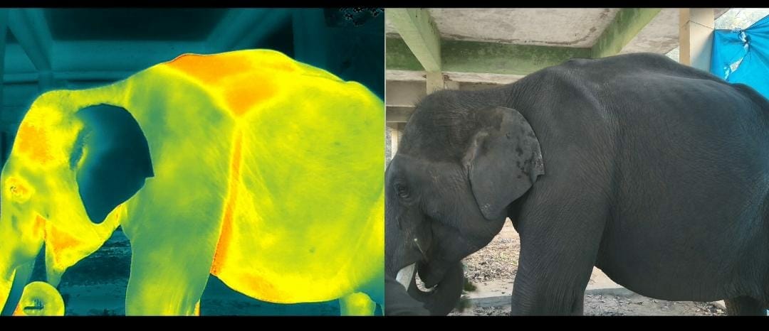 Thermal scanning of state elephants of Dudhwa