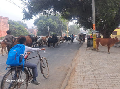 Stray animals roaming on the streets are becoming a problem