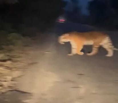 Suddenly a tiger appeared, two youths fell from the bike