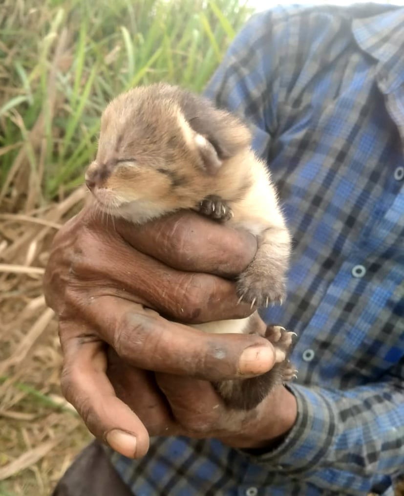 Two fishing cat kittens found in sugarcane field