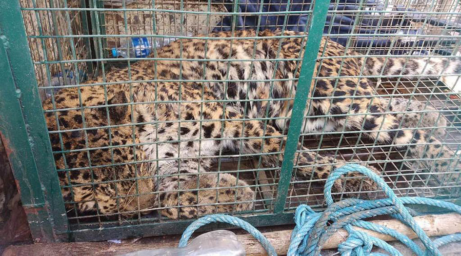 Guldar trapped in a fence set up for wild boar
