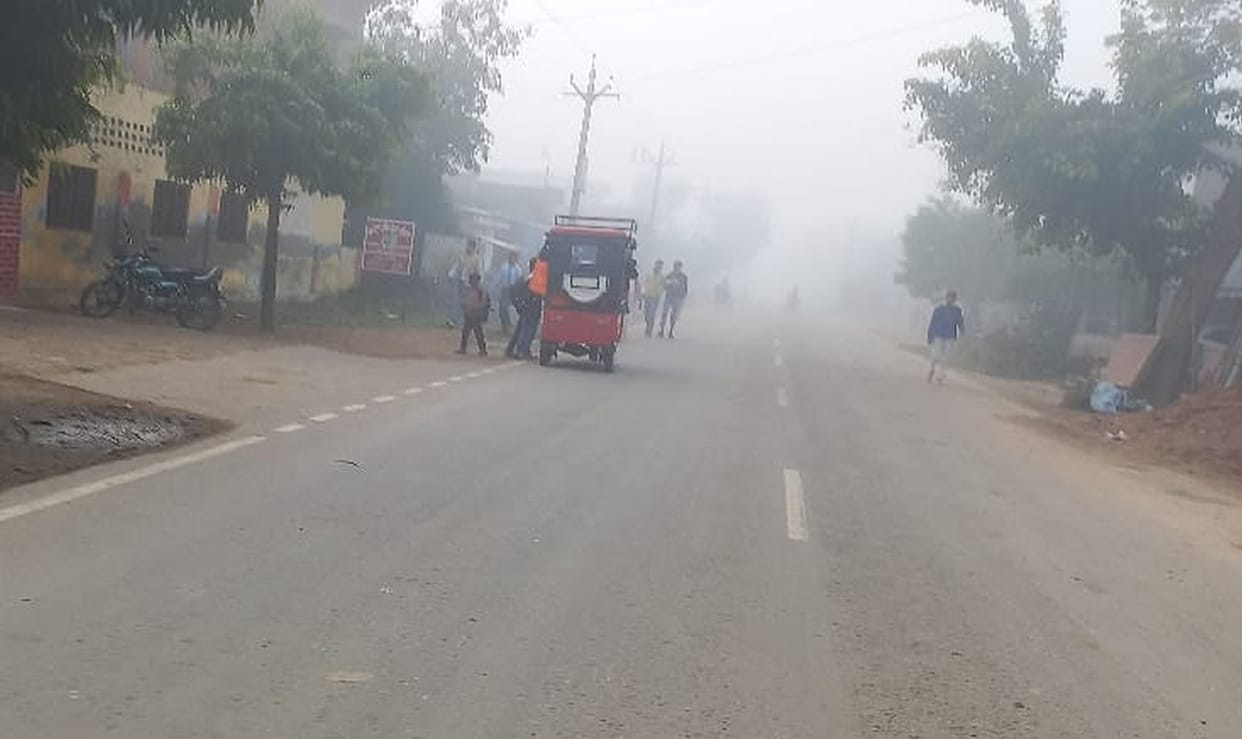 Cattle sitting on the road inviting accidents