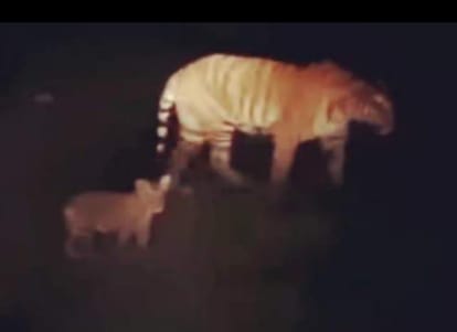 Picture of tigress roaming with cub goes viral