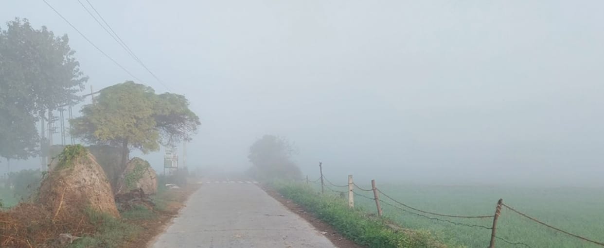 Temperature becomes favorable for crops, crops will benefit from fog
