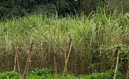 16 thousand farmers disillusioned with sugarcane cultivation in Bisalpur area