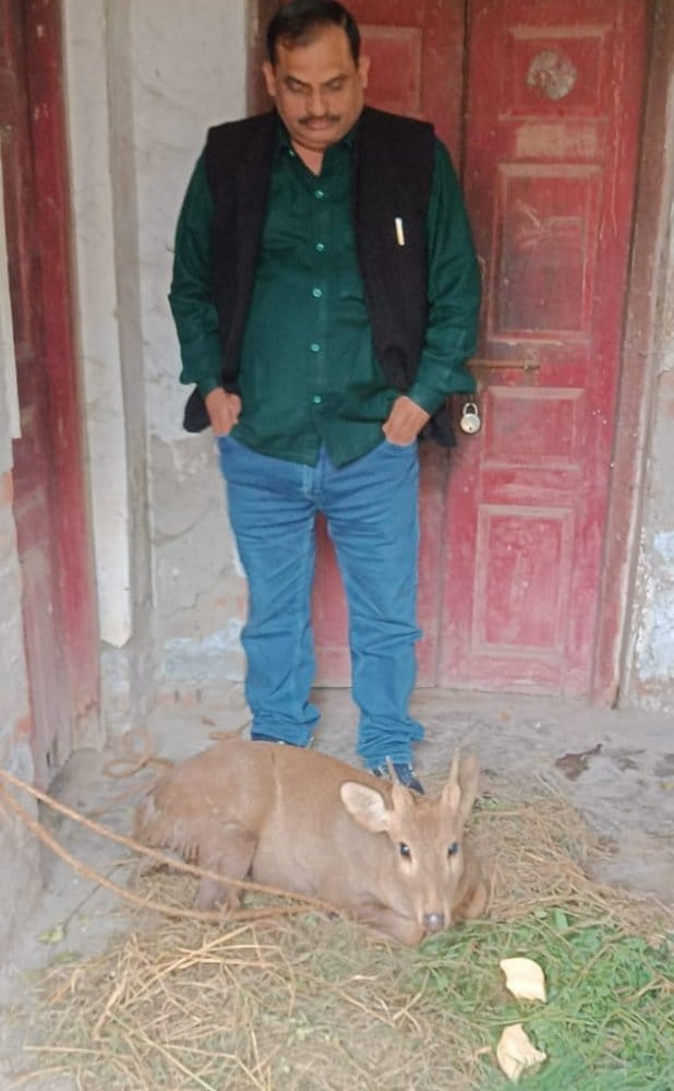 Condition of deer injured in dog attack improves