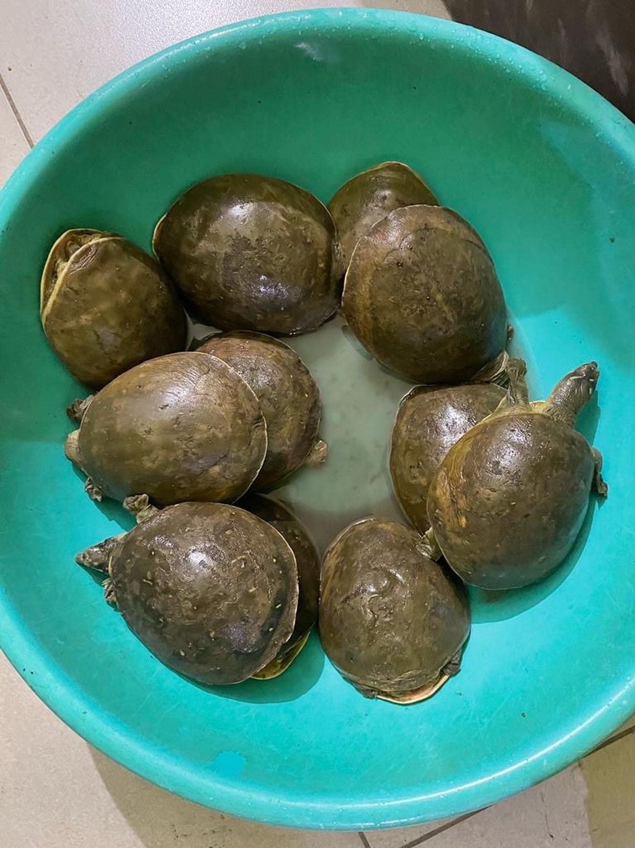 Two accused arrested with 11 turtles in Shakti Farm