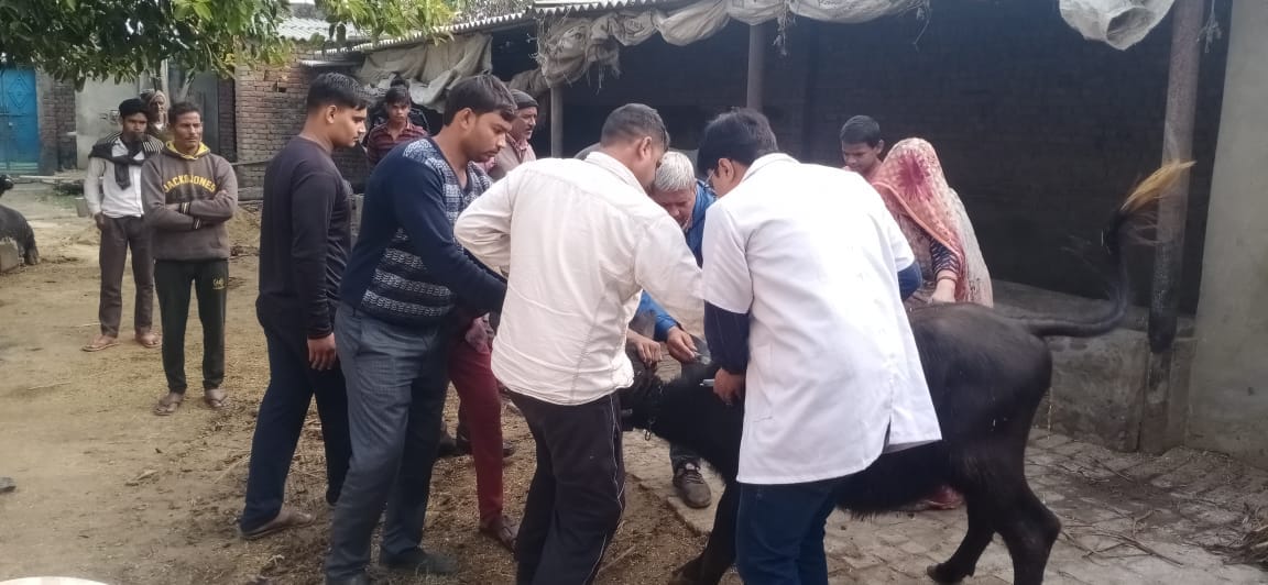 Seven pets died from mysterious disease, panic among cattle breeders