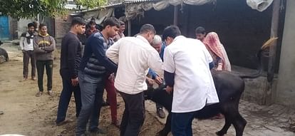 Hathras News: रहस्यमय बीमारी से सात पालतू पशु मरे, पशुपालकों में दहशत Seven pets died from mysterious disease, panic among cattle breeders