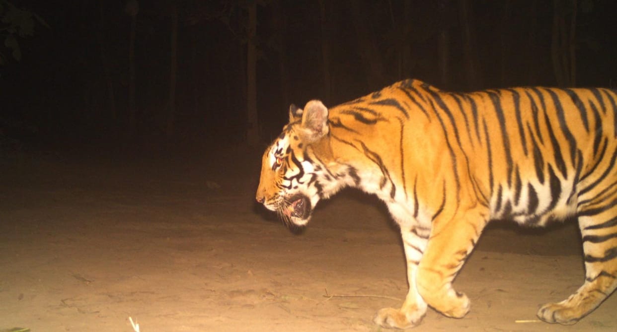Orders to tranquilize the tiger in Dhela range at Corbett National Park ramnagar