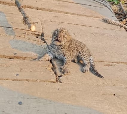 Three cubs of Guldar found in Haqiqatpur Veerchand