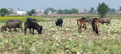 Farmers are not getting price even for Rs 5 kg, farmers are feeding cabbage to animals