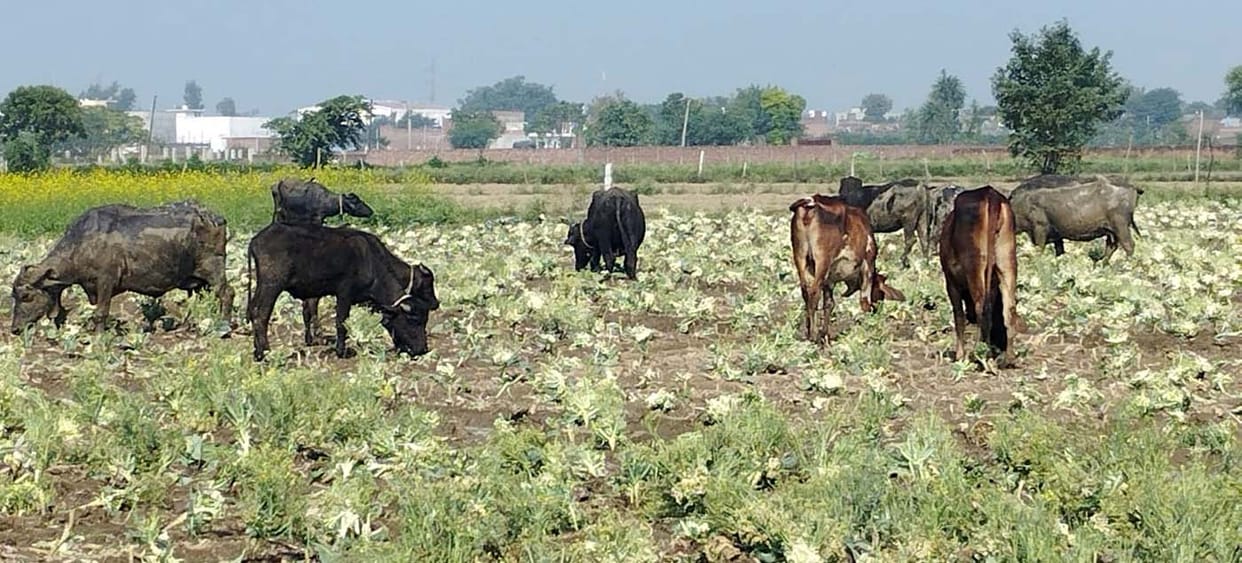 Farmers are not getting price even for Rs 5 kg, farmers are feeding cabbage to animals