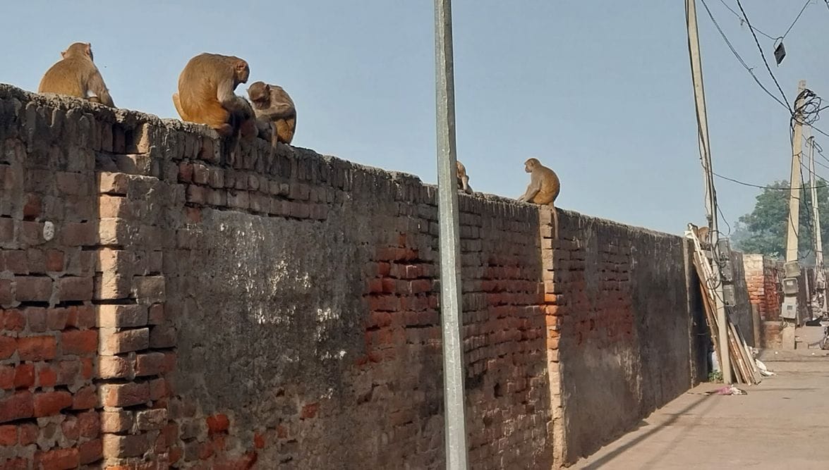 People of the city are troubled by the terror of monkeys.
