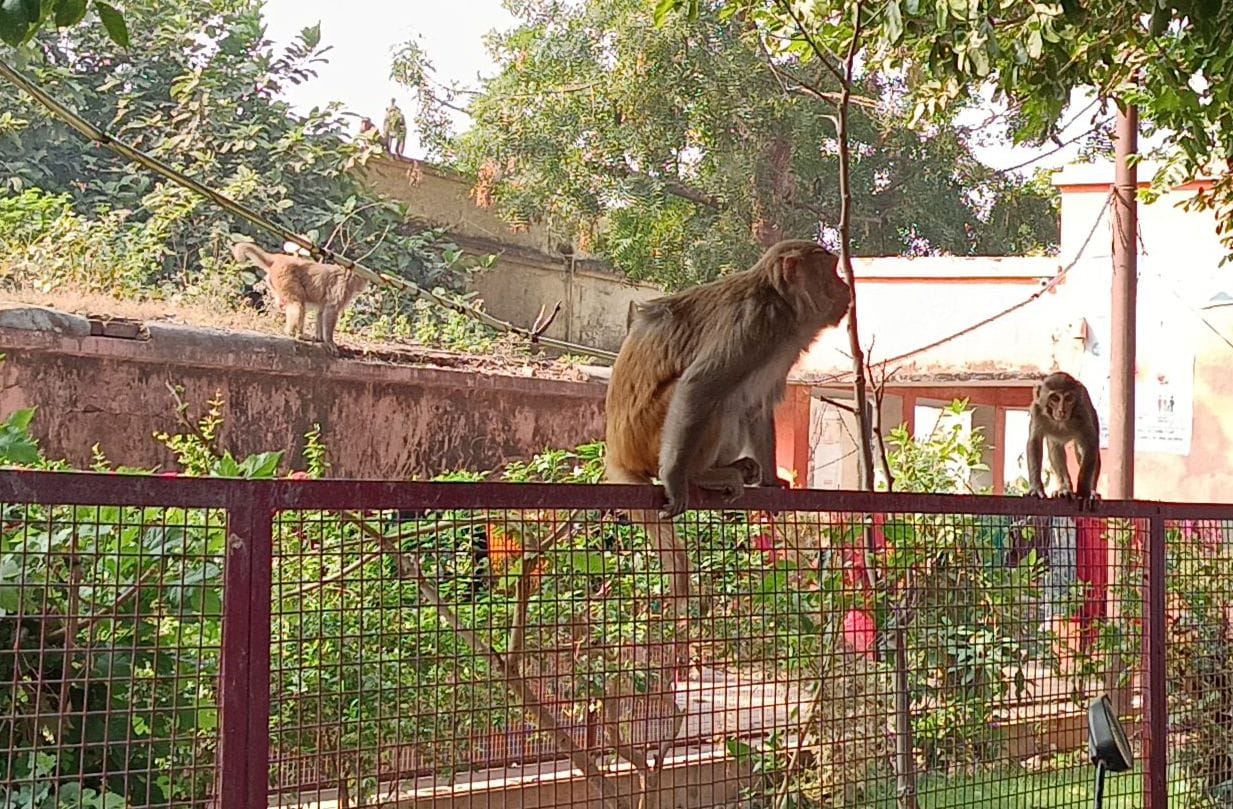 Municipality will get rid of monkeys and dogs
