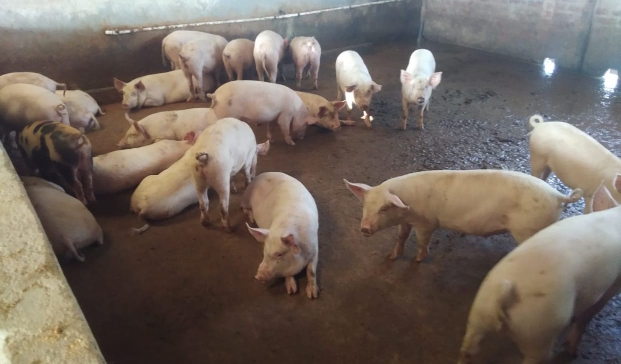 Now Animal Husbandry Department will increase the scope of pig rearing, special training is being given to veterinarians.