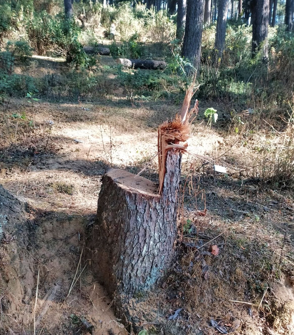 Smugglers cut down a cedar tree